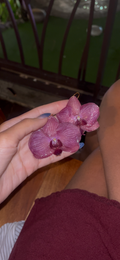 Purple orchids