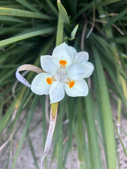 African Iris