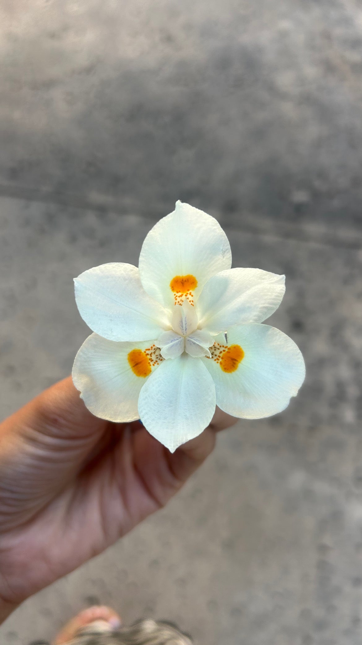 African Iris